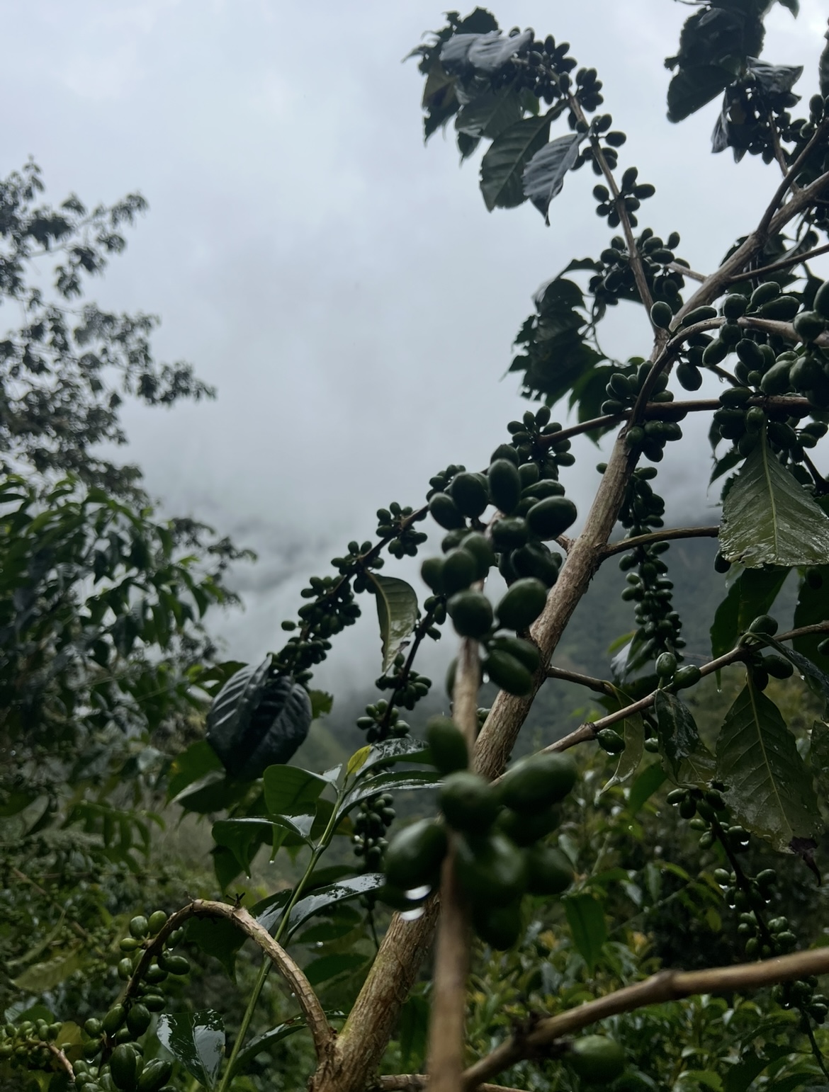 Green coffee beans mountain
