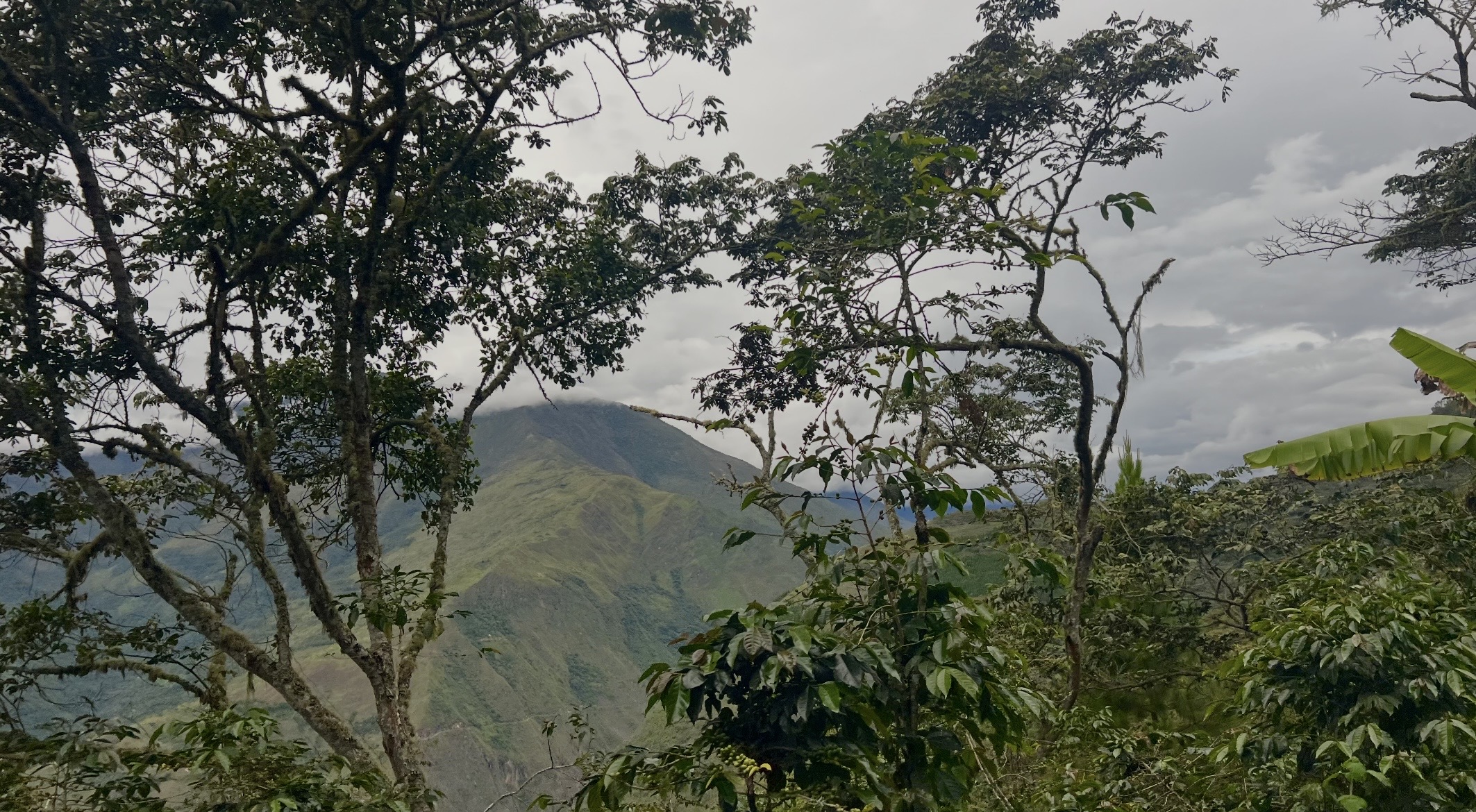 Coffee-producing mountain La Convención, Quillabamba