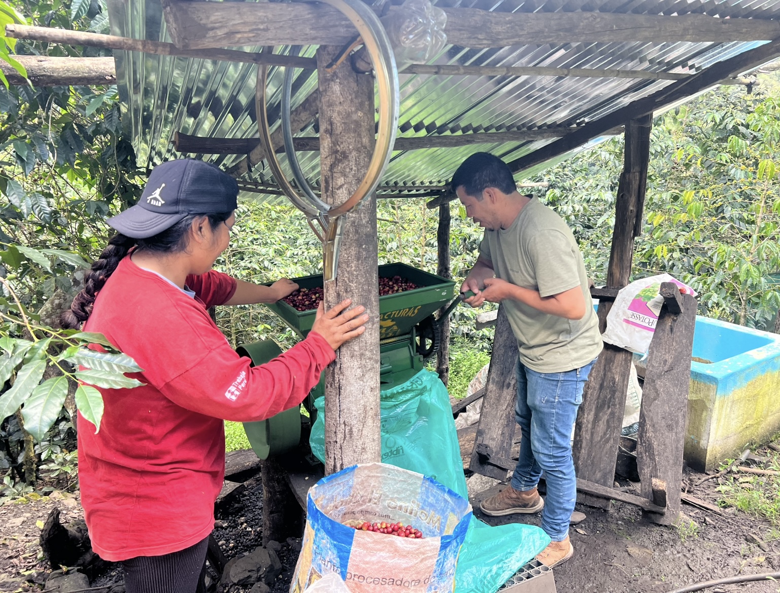 proceso de cafe en molino