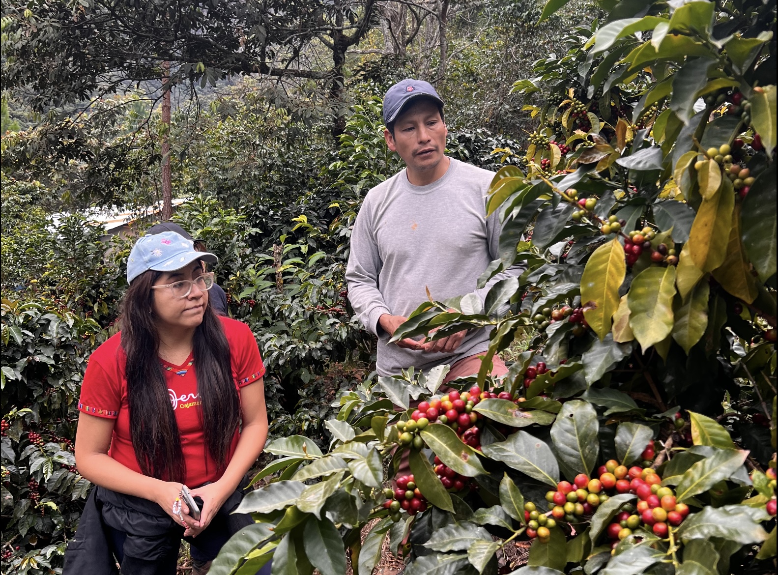 Explicacion del cafe